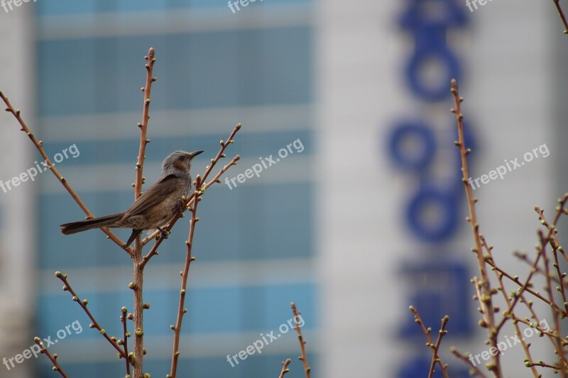 New Migratory Birds Birds Animal The City Of Fort