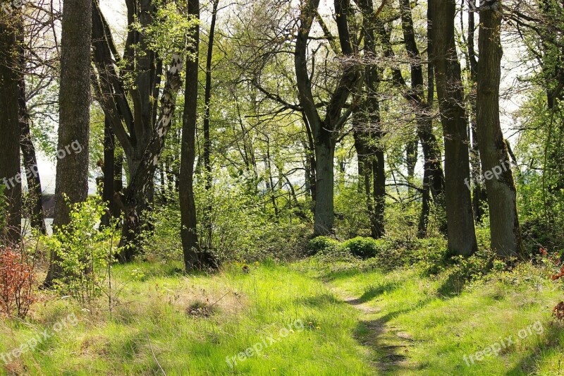 Spring Forest Forest Spring Trees Green