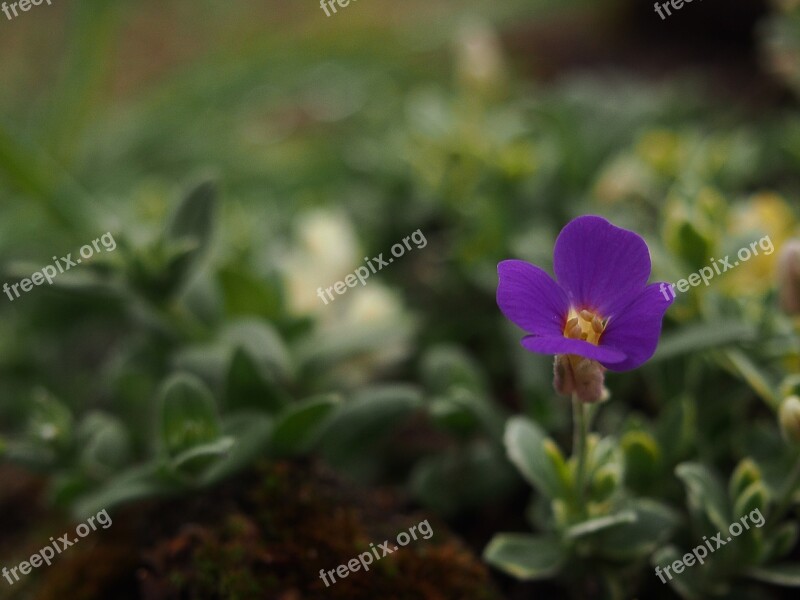 Garden Blooming Flowers Flower Garden Flowers Plant