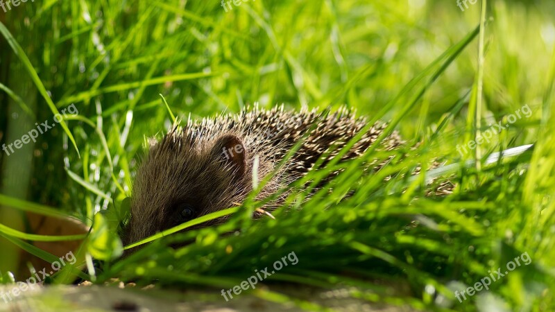 Hedgehog Garden Nature Wild Animals Free Photos