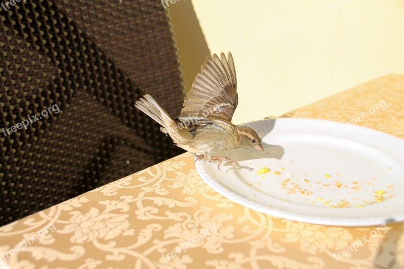 Cheeky Sparrow Breakfast Garda Sparrows