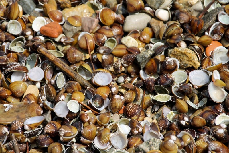 Mussels Sea Italy Beach Sea Animals