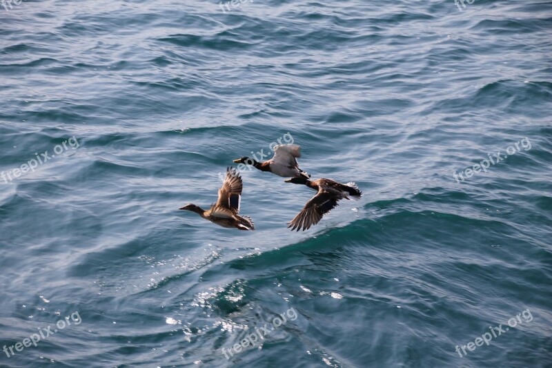 Ducks Flying Water Italy Limone