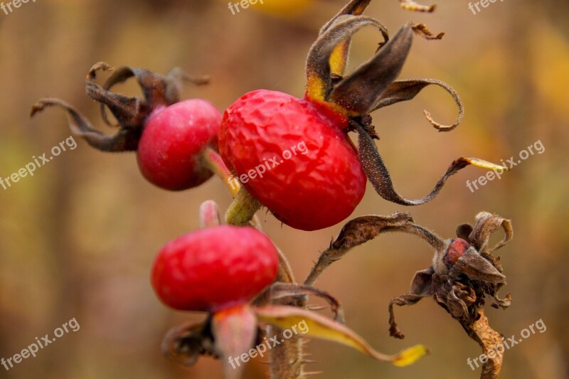 Rose Hip Autumn Red Brown Meadow