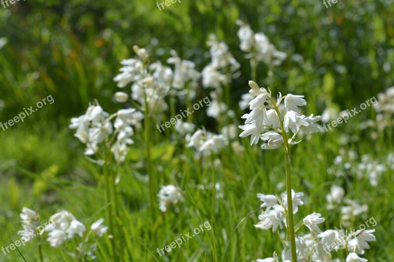 Nature Leaves Flowers Positive Green