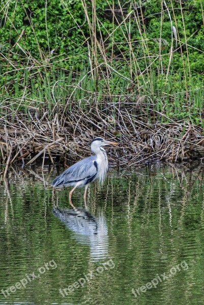 Animal Wild Birds Waterfowl Gray Heron Heron