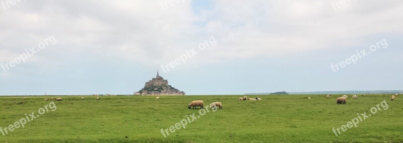 Meadows Sheep Normandy Field Handle