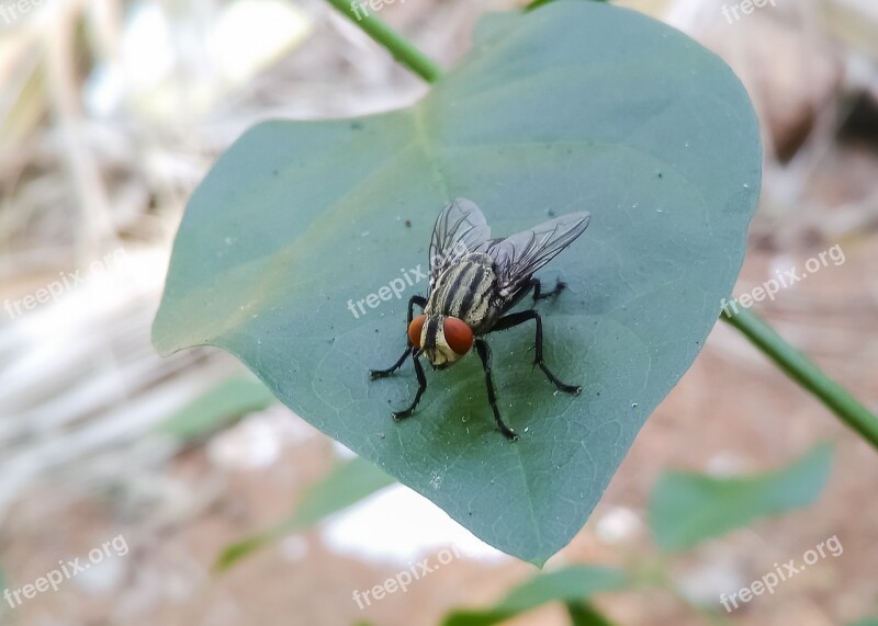 Musca Domestica Housefly Insect Fly Pest