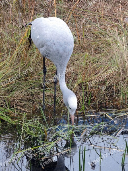 Crane Bird Pond Sanctuary Free Photos