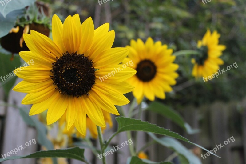 Flower Sunflower Blossom Bloom Bloom