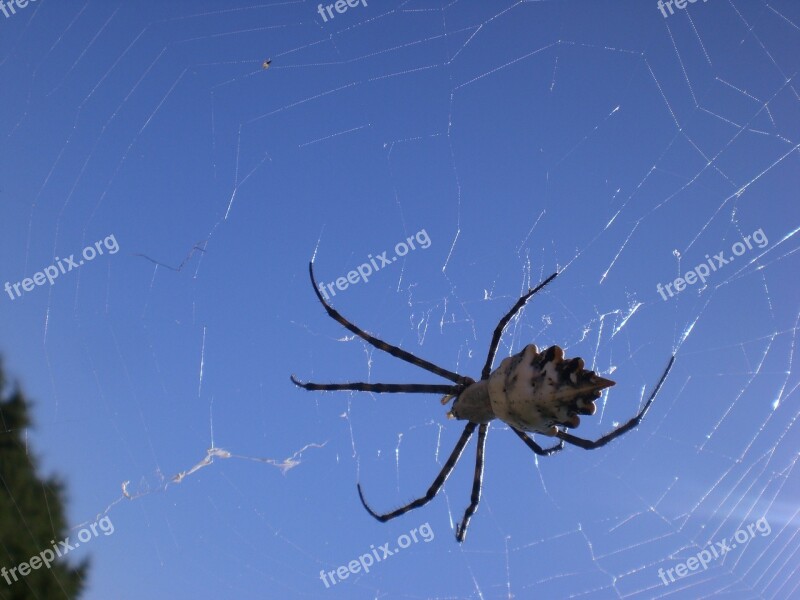 Spider Arachnoid Spider Phobia Insect Formentera