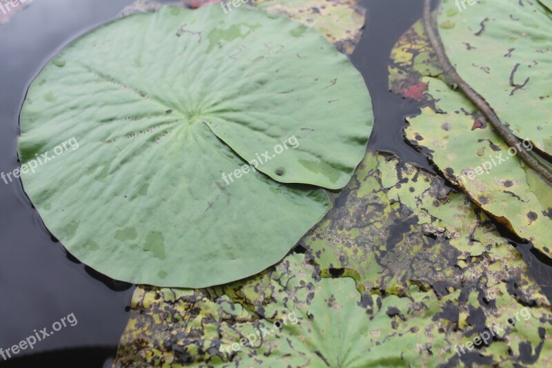 Aquatic Plant Lake Vege Aquatic Plants Field