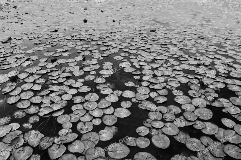 Lake Leaves Texture Amazon Free Photos