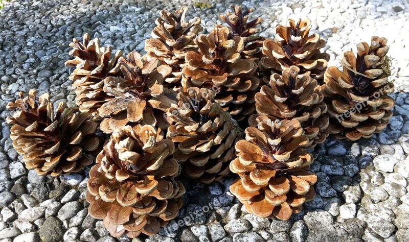 Pine Cones Cone Pine Tree Wood