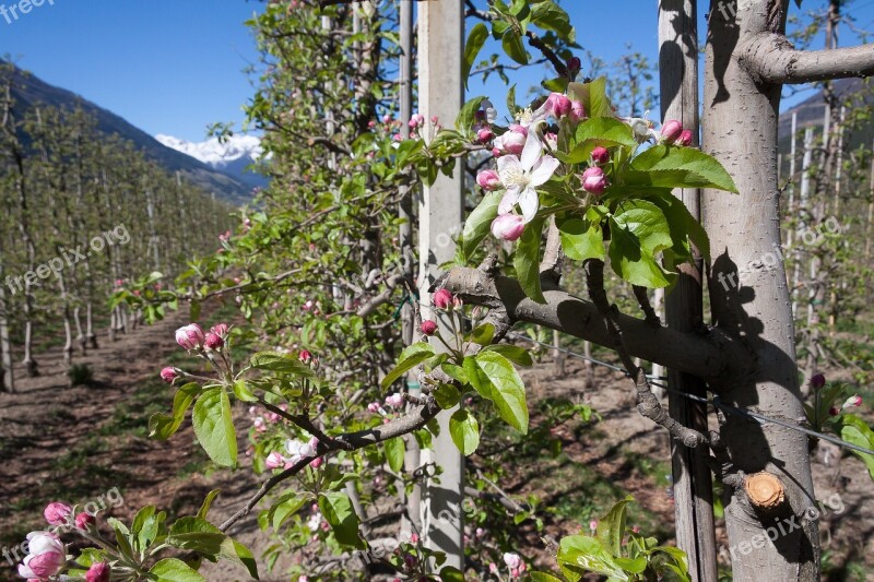 Apple Blossom Plantation Trellis Bloom Flowers