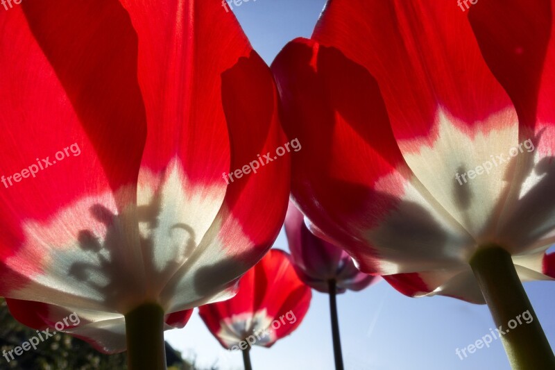 Tulip Stamp Stamens Lilies Spring