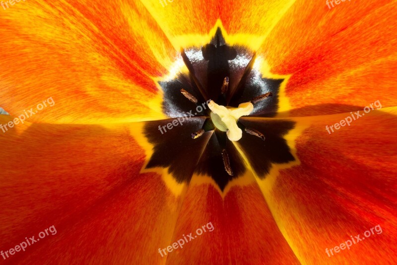 Tulip Stamp Stamens Lilies Spring