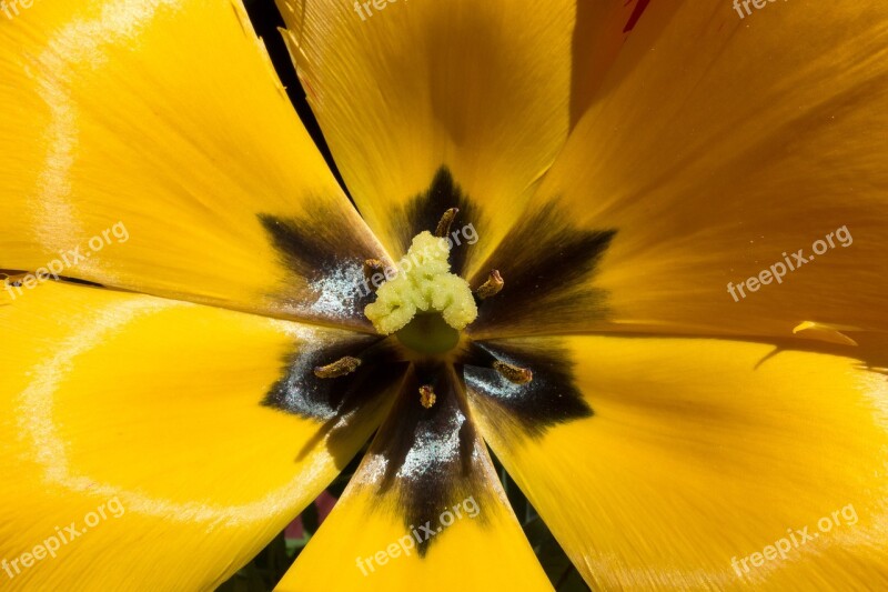 Tulip Stamp Stamens Lilies Spring