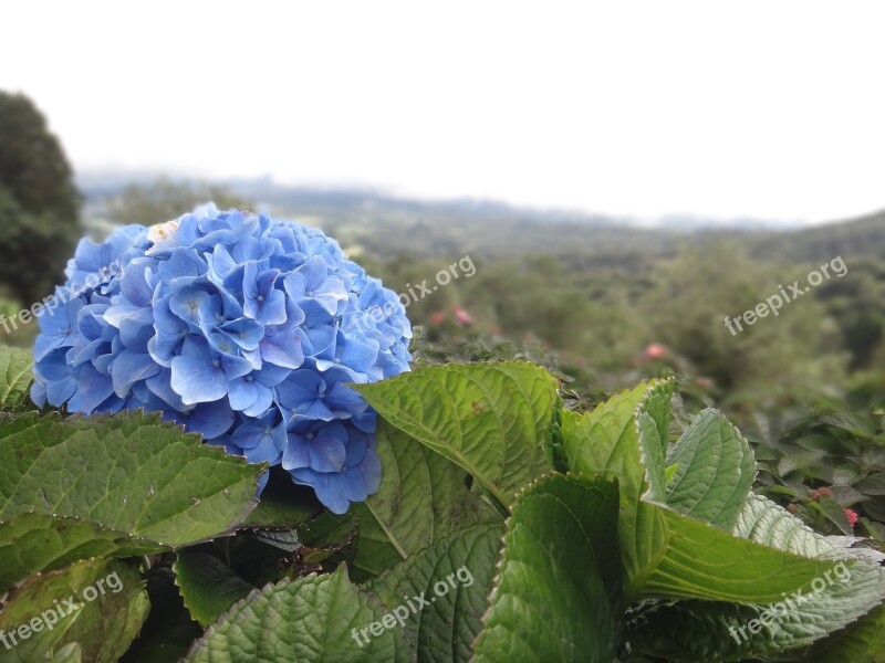 Hydrangea Flower Blue Tiefenschärfe Blossom