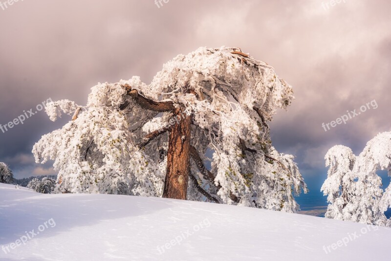 Pine Sky Snow Snowy Sun