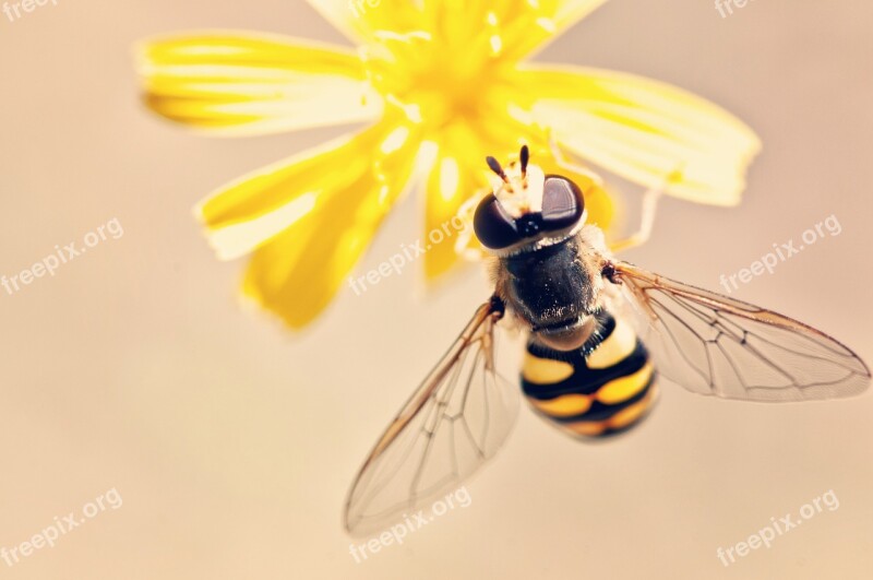 Bee Bloom Blossom Flower Insect