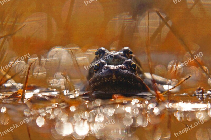 Rana Pond Eyes Nature Lake