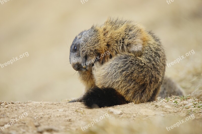 Marmot Animal Alpine Alps Dolomites