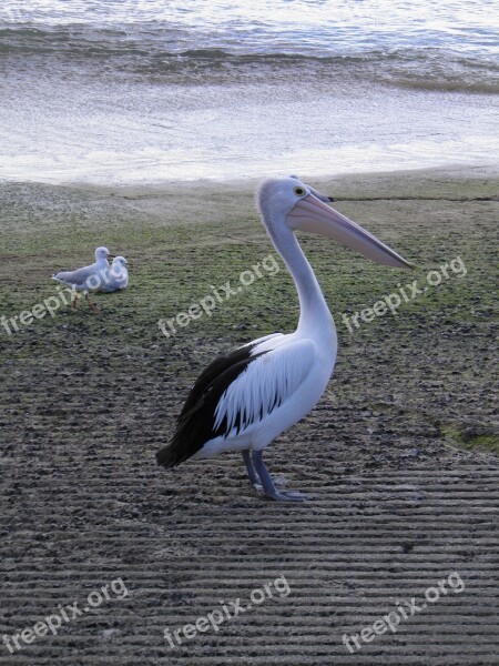 Pelican Bird Wildlife Nature Wild