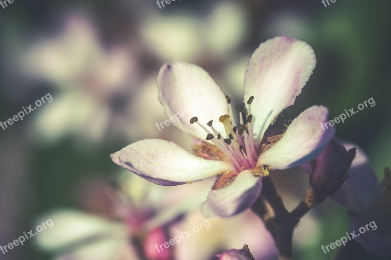 Flower Close Up White Blossom Bloom