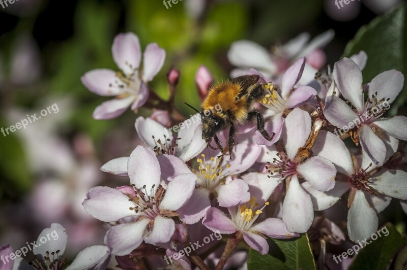 Hummel Flower Insect Nature Blossom