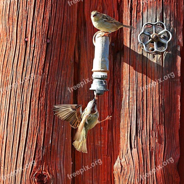 Bird Sparrow Thirst Water Free Photos