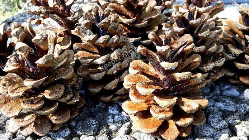 Pine Cones Cone Pine Fir Nature