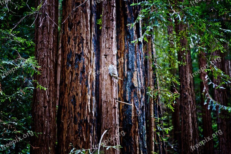 Owl Forest Trees Animal Nature