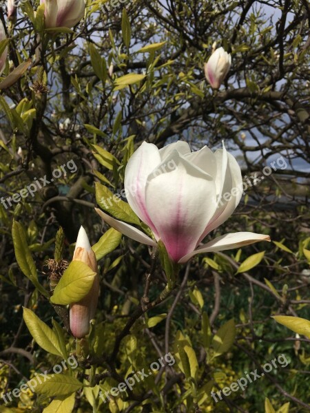 Magnolia Tree Flower Nature Garden