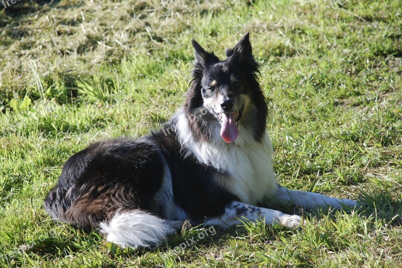 Border Collie Dog Panting Laying Down Pedigree