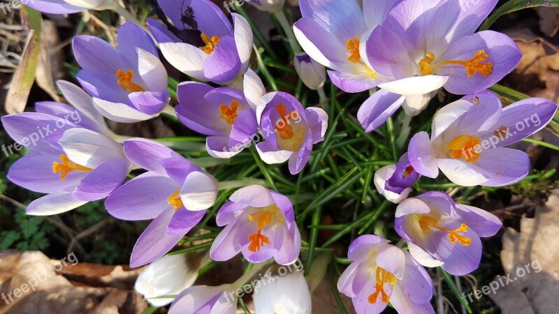 Crocus Spring Flower Bloom March