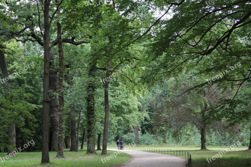 Tree Forest Germany Forest Trees Green