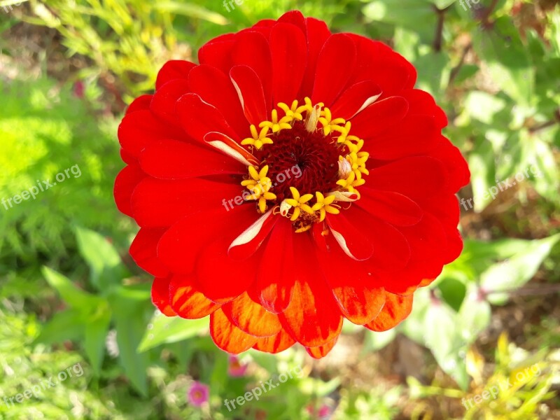 Asteraceae Dahlia Red Free Photos