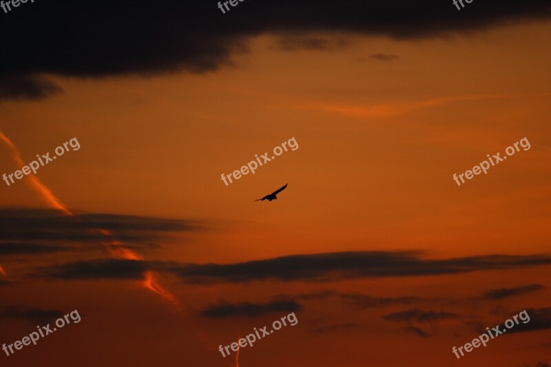 Bird Buzzard Common Buzzard Buzzards Bird Of Prey