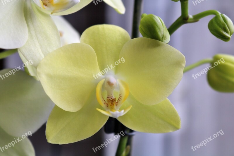 Orchid Yellow Plant Flowers Close Up