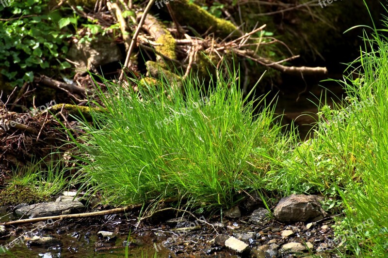 Grass Nature Wilderness Bach River