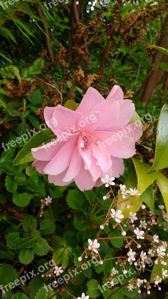 Pink Flower Flower Foliage Pink Flowers Floral