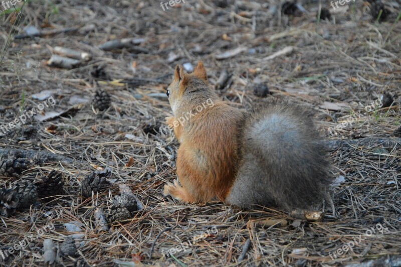 Squirrel Protein Back Forest Sitting Eats