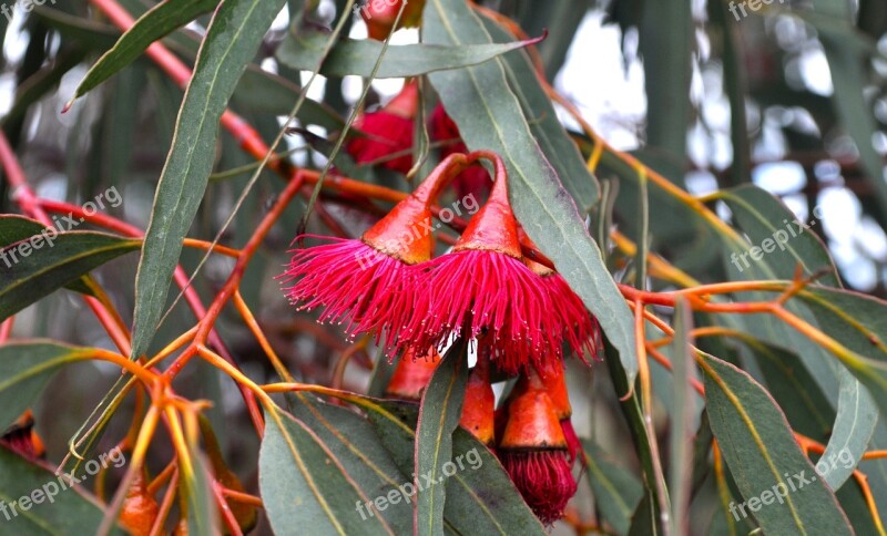 Flowering Gum Flower Free Photos