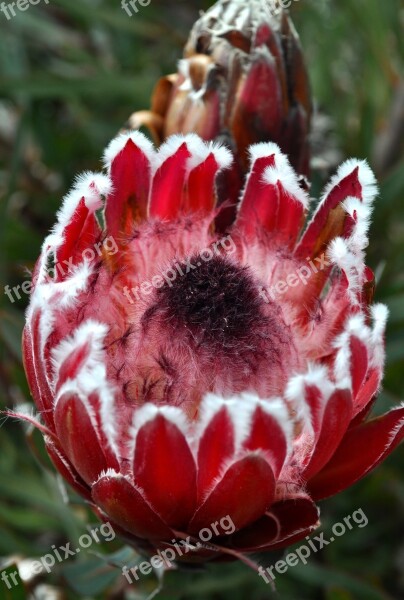 Protea Pink Open Free Photos