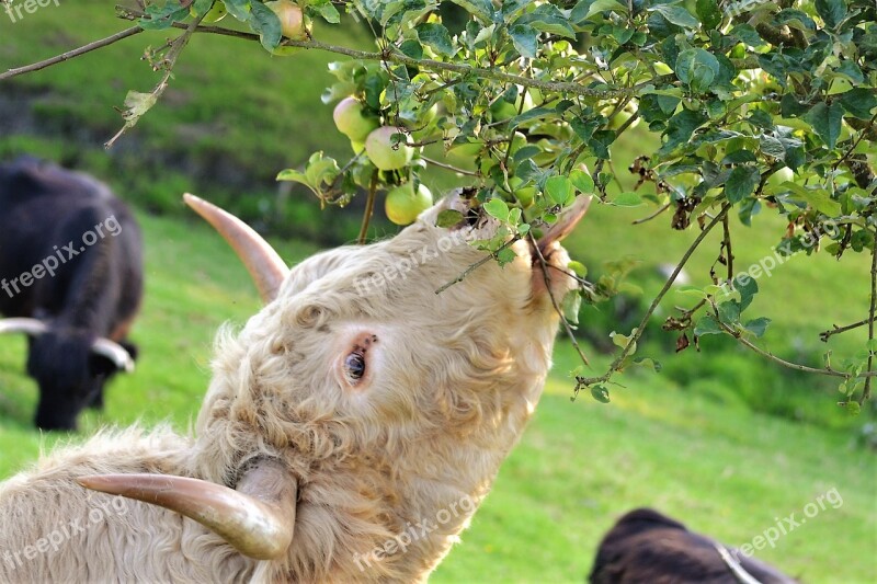 Beef Cow Highland Cattle Pasture Cattle