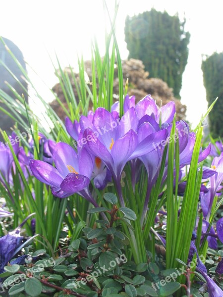 Crocus Purple Spring Spring Awakening Harbinger Of Spring