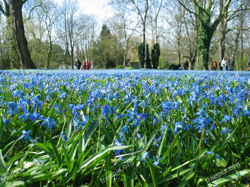 Blue Wonder Flower Spring Scilla Bloom