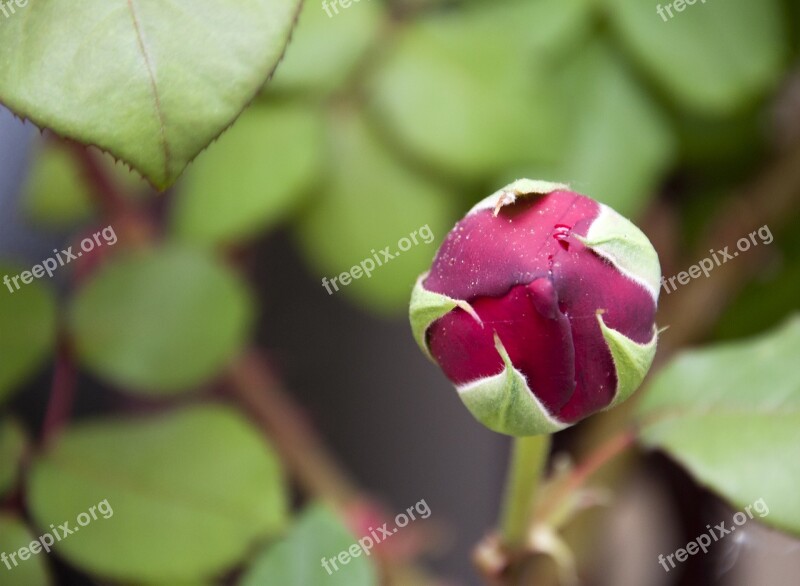 Rose Floral Nature Garden Spring