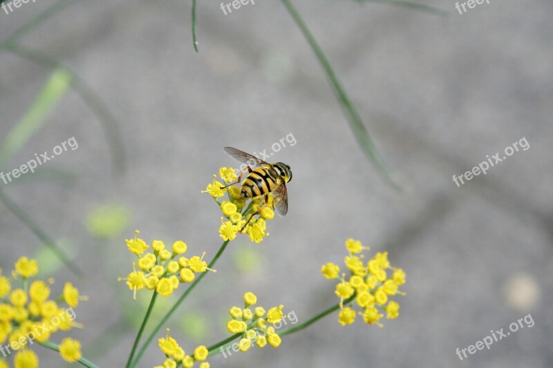 Wasp Bug Nature Macro Flowers